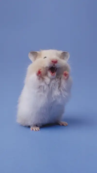 A thousand cups of unbreakable hamster