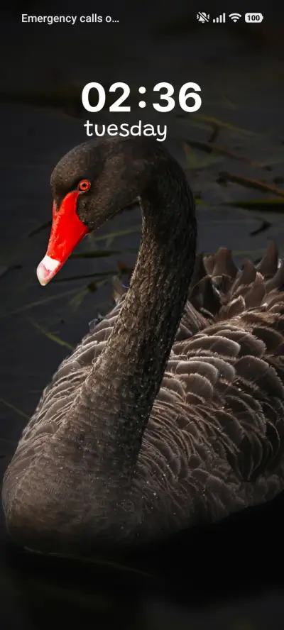 Black Swan