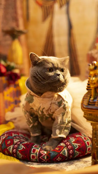 Stress response of cats should be taken seriously - Screenshot 1