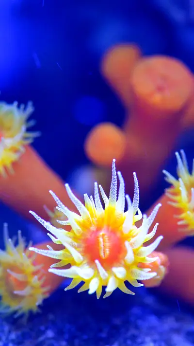 The Colours of Coral8