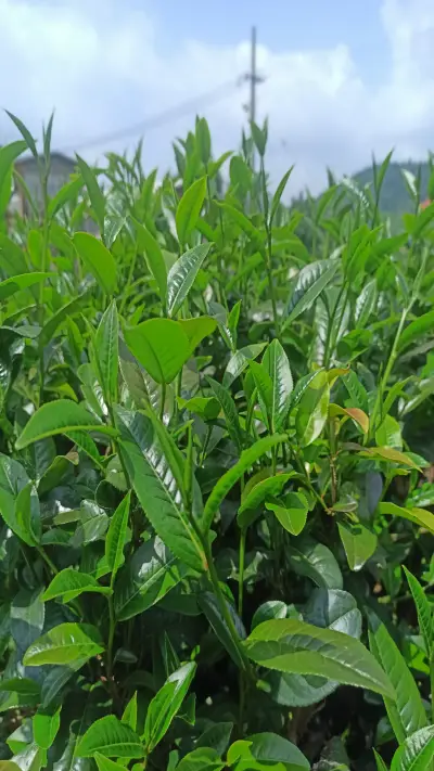 khm Tea tree
