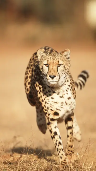 The fastest animal on land
