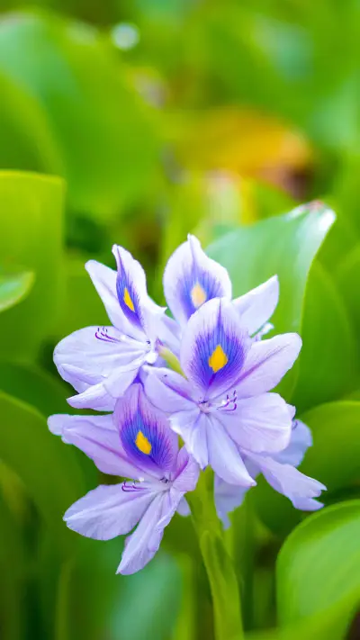 Wheres the invading water hyacinth