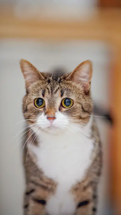 Portrait of an ordinary striped domestic cat