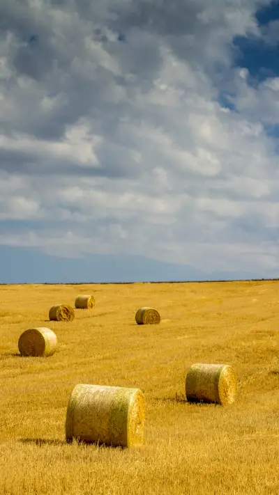 international-wheat - Screenshot 1