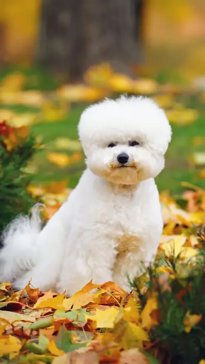 Bixiong tear traces guide