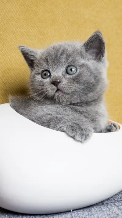 Japanese are also cat slaves 6 - Screenshot 1