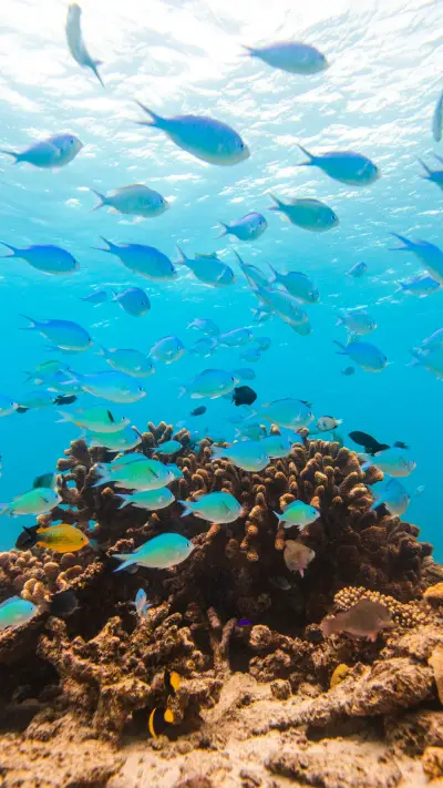 Tropical fish and coral reef ecosystems