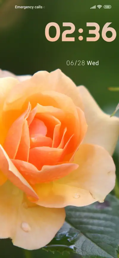 flower orange - Screenshot 1