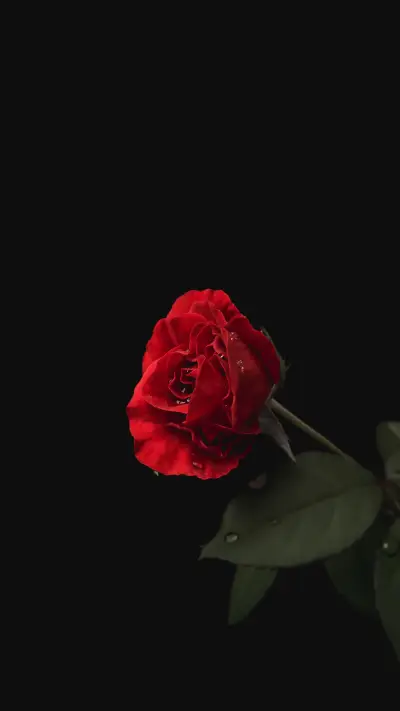 Red Rose on a Black Background