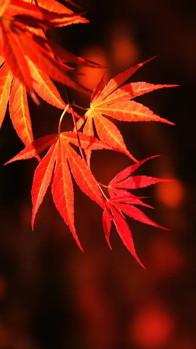 Autumn has arrived and my heart is far away WALLPAPER for Xiaomi MIUI HyperOS