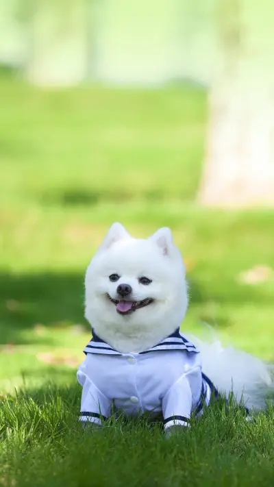 Do you spend money on treating dogs