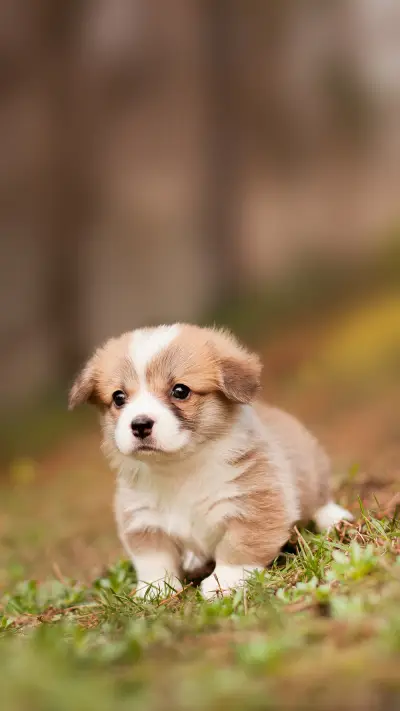 Newborn welsh corgi pembroke puppy