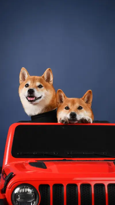 What to do with poor dog hair