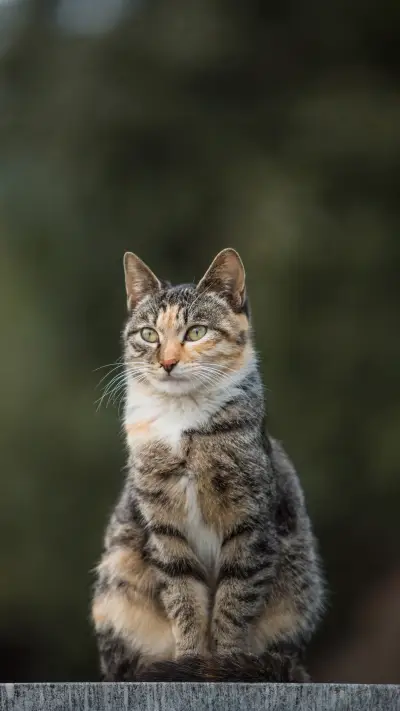 How long does the civet cat live 09