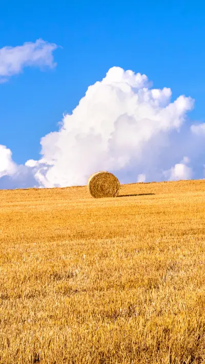 Wheat fields of the hills of the town biei