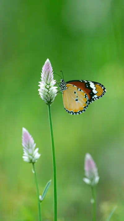 Butterfly by Rivu Gayen