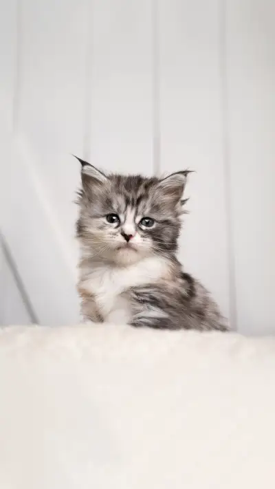 Cute black silver torbie white maine coon kitten portrait