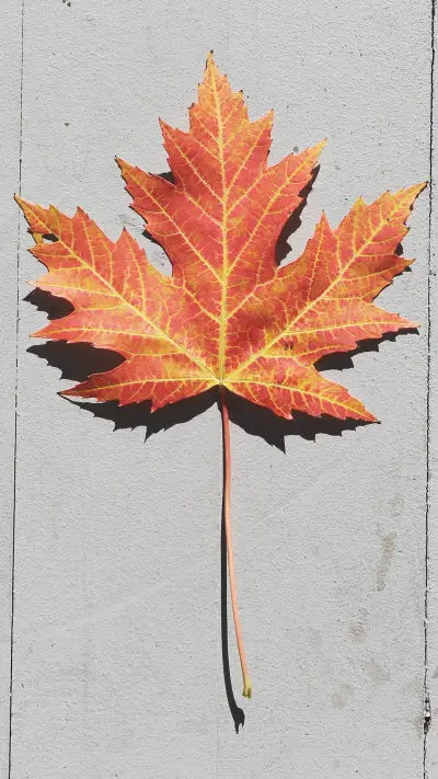 枫叶 - Screenshot 1