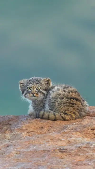 The first artificially bred rabbit monkey passed away - Screenshot 1