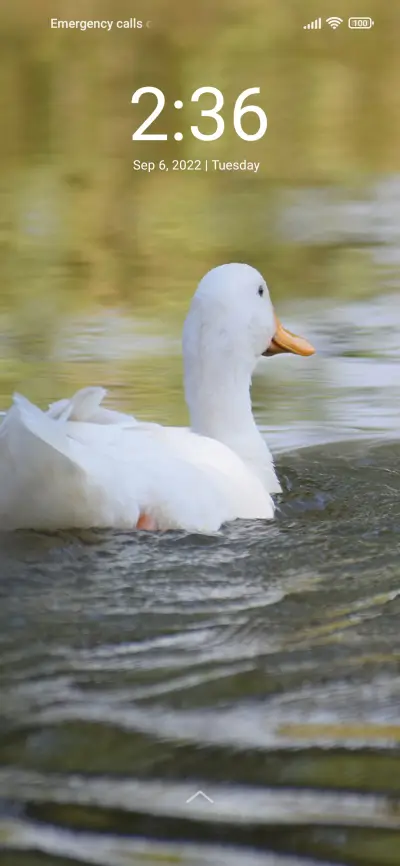 Duck Dreams - Screenshot 2