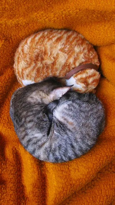 Is a cat solid or liquid