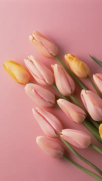 Tulips are 5 tender - Screenshot 1