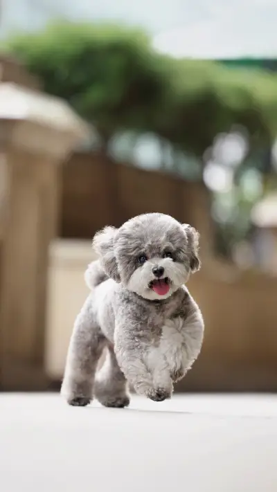 Will dogs remember you