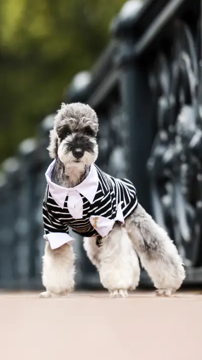 Benefits of sterilization for dogs 2