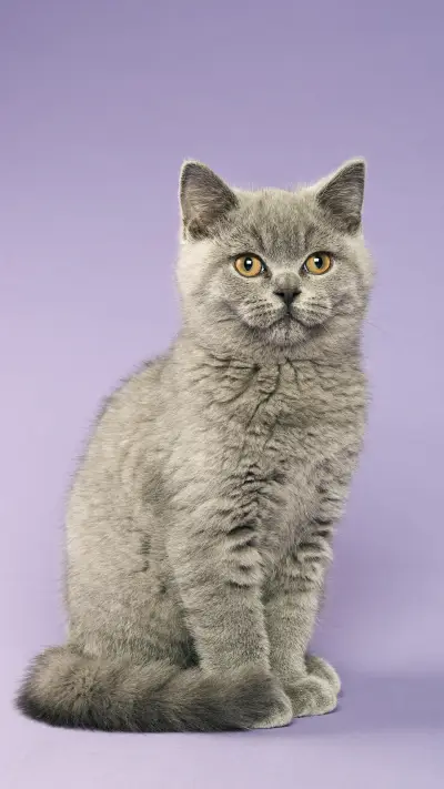 Why is there a significant price difference between English