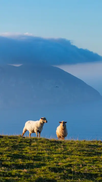 Sheeps and Mount Buciero in the background in Liendo Valley