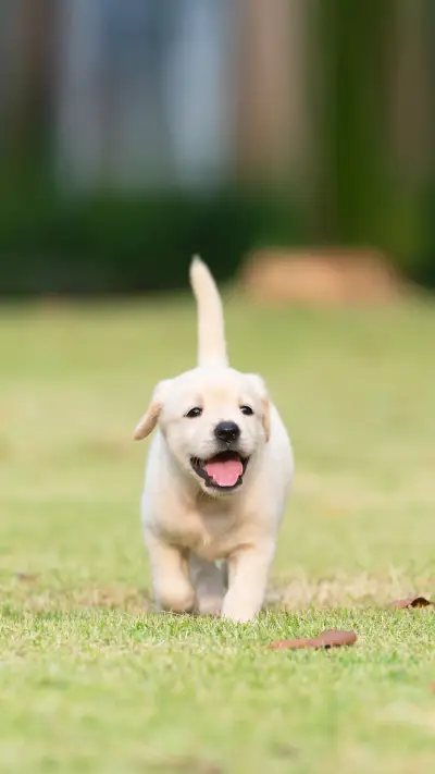 Happy puppy dog running on playground green yard - Screenshot 1