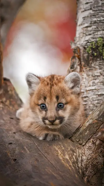 Cute Baby Puma