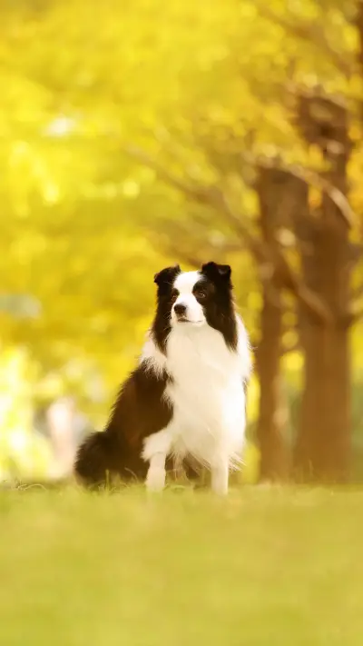 Which dogs are very intelligent