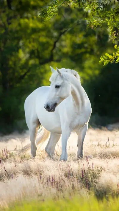 Beatiful White Horse in sunlight