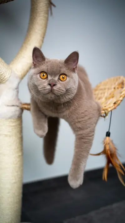 The 7 habits of cats - Screenshot 1