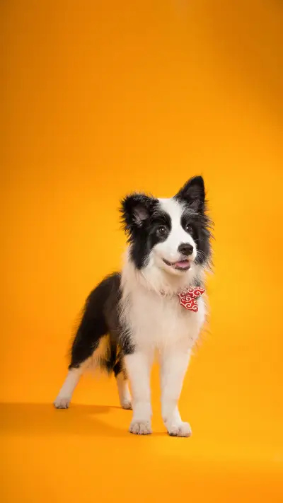 What are the differences between german herdsmen and