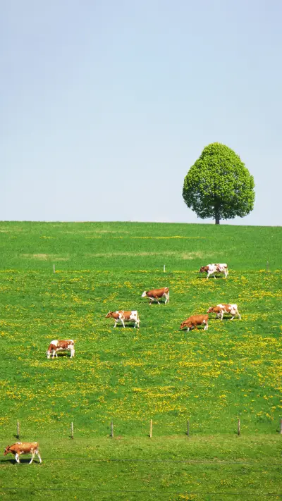 Grasslands and pastures
