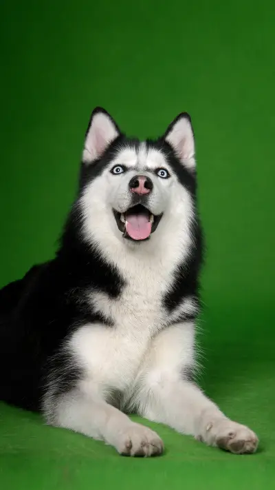 Dogs with low IQ 1 - Screenshot 1