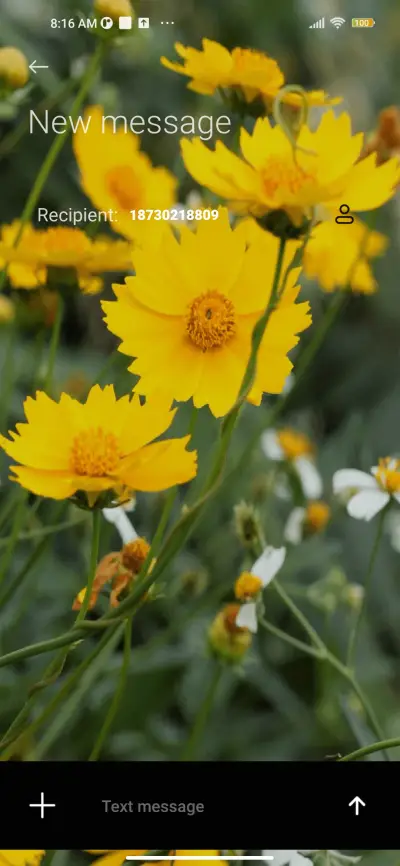 wildflower - Screenshot 8