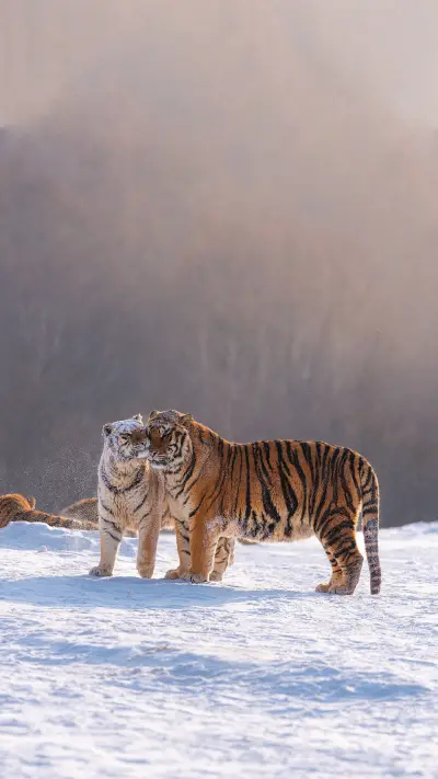 The northeast tiger is called a cat by tourists