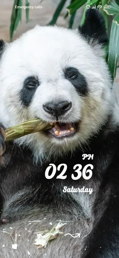 panda