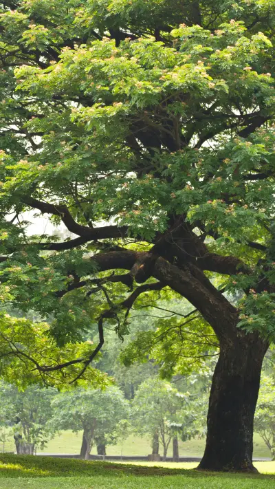 Green forest - Screenshot 1