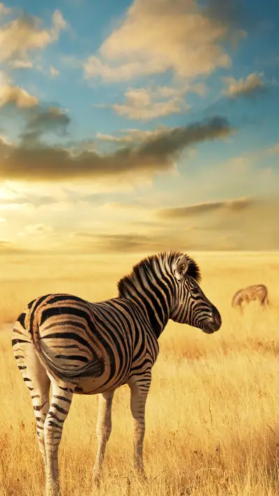 Why do zebras have stripes