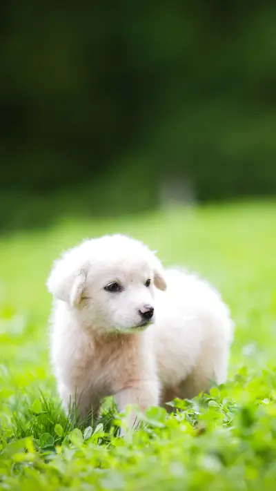 White Puppy in the Grass - Screenshot 1