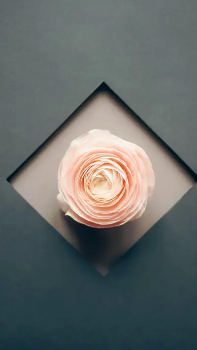 Beautiful buttercup flowers bloom