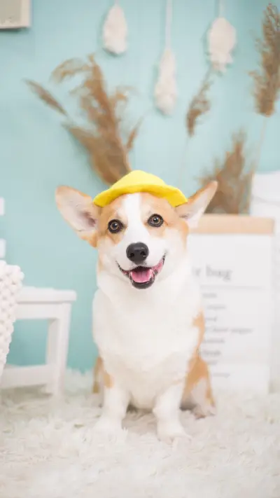 History of Dog Domestication 7