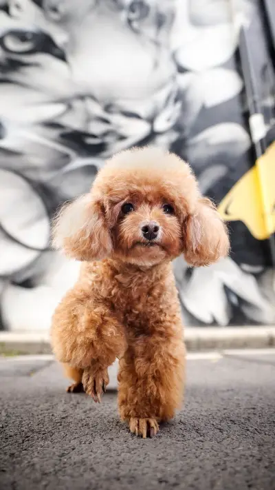 Reasons for the discoloration of a dogs nose