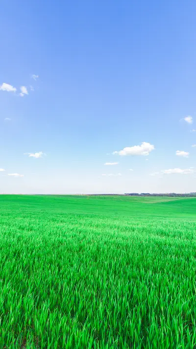 Green grass and blue sky
