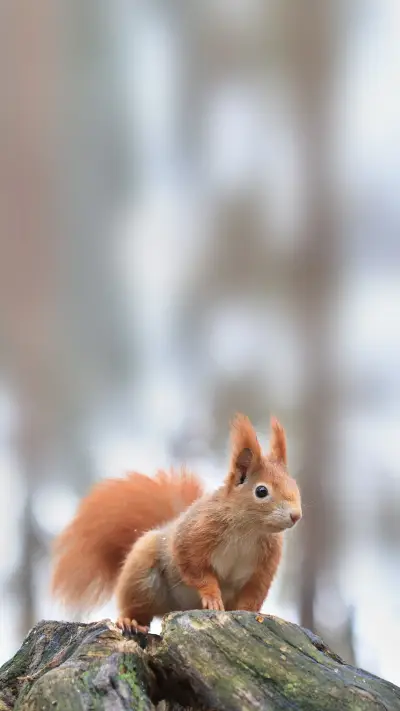 Art view on wild nature - Screenshot 1